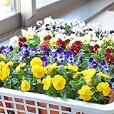 相武ガーデン 花苗 ビオラ 24ポットセット 3.5寸ポット苗