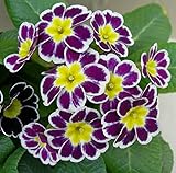 宿根草 覆輪咲き プリムラ ハイブリット ビクトリアーナ・レース・パープル　１株 冬咲き 鉢植え 庭植えガーデニング 寄せ植え等に