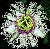 Passion Flower (Passiflora incarnata), 100pcs/bag Certified Pure Live Seed, True Native Seed plant f