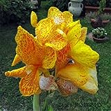 Beautiful flower 10 Small canna lily seeds, Garden plant, flower seeds , pond B090