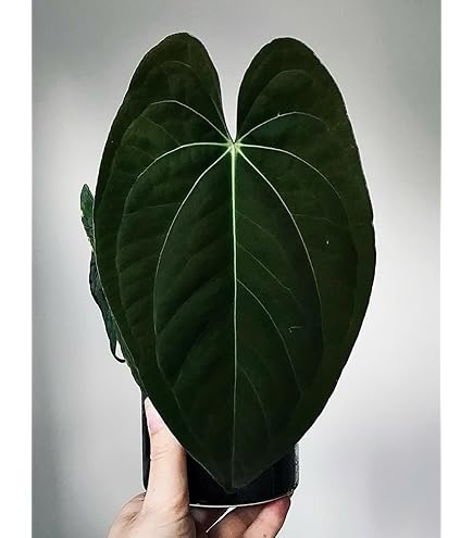 Amazon｜アンスリウム 交配種, ベッセアエ × デビリス × ドリーム