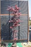 ノムラモミジ樹高2.0m前後 単木！赤もみじ・紅葉