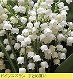 【山野草】ドイツスズラン　10株まとめ買い