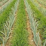 [タネ]マルチ大麦 百万石 2kg[4～6月まき][緑肥、敷き藁、雑草防止に！]