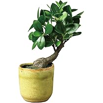 Amazon Spice Of Life スパイス 造花 フェイクグリーン ガジュマル Sサイズ 14 22 11cm Tady9030 人工観葉植物 オンライン通販