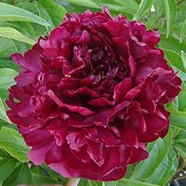 芍薬苗　リヨウスイ 61YnGO-S5LL._AC_UL210_SR210,