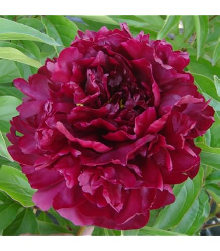 61YnGO-S5LL._AC_UL495_SR435,