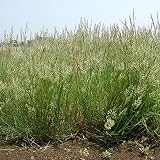 【種 3kg】 ベントグラス ハイランド 緑化用 緑肥 [播種期：3～10月] 雪印種苗 米S代不