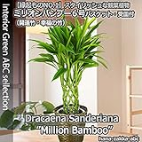 幸運の竹（ドラセナ・サンデリアーナ) ミリオンバンブー 6号鉢・バスケット・受皿付