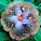 発売中！！！花の鉢植え用の200pcsのハイビスカスの種16kinds HIBISCUS ROSA-シネンシスフラワー種子ハイビスカスの木の種子