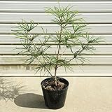 庭木苗：高野槙（こうやまき）コウヤマキ（中）ポット