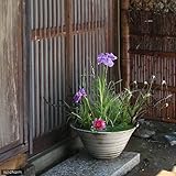 手作り睡蓮鉢(メダカ鉢) 益子焼 彩(SAI) 渦潮 信楽 睡蓮鉢・金魚鉢・メダカ鉢