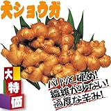 国華園　種ショウガ　大特価大ショウガ　1kg【※発送が国華園からの場合のみ正規品です】