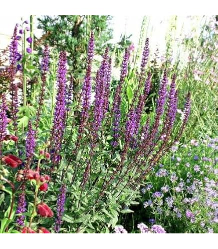 Amazon.co.jp: World Fantasy Garden 苗 黒葉ミツバ 1鉢 3～3.5号 【お