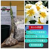 【希少なハイブリッド種】プルメリアのベアルート発根苗 ‘White Kanchana'（大苗） 栽培セット【スリット鉢・プルメリア専用培養土・栽培説明書つき】