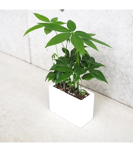 パキラ 朴 8号 150cm Amazon｜パキラ 朴 8号 150cm｜観葉植物 オンライン通販