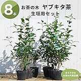 お茶の木“ヤブキタ茶”ポット苗 生垣用 8本セット 庭木 低木