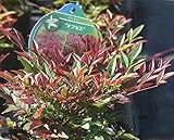 新品種ナンテンオブセス（南天）Obsessed　6号ポット