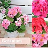 贅沢なリアル感!! まるで本物そっくり ゼラニウムインテリアポット ゼラニウム リアル 造花 ポット　プランター 可愛い お洒落花器 選べる3色 領収書発行 贈り物 代引き可 赤 ピンク ビューティー