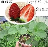 いちご 苗 レッドパール 3.5号ポッ苗 3ポットセット イチゴ