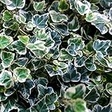 ヘデラ（アイビー）：ホワイトワンダー3号ポット 3株セット ノーブランド品