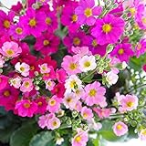 プリムラ：マラコイデス花色ミックス3.5号ポット 3株セット[毎年大好評！ボリューム満点の選抜株] ノーブランド品