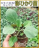 キャベツ 彩ひかり 9cmポット苗 5ポットセット