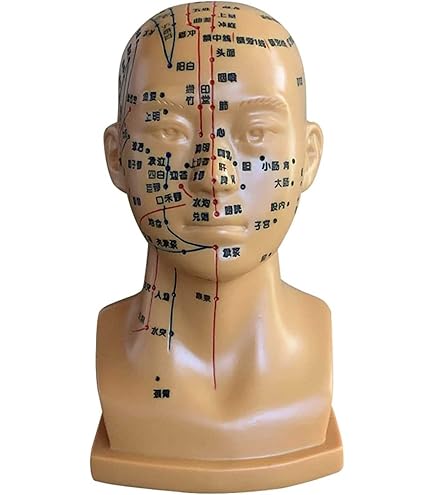 Amazon.co.jp: 頭部鍼灸模型20cm (中国語) [ 鍼灸経穴模型 人体模型