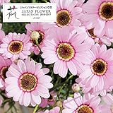 マックスマム：ピンク3.5号ポット 6株セット ノーブランド品