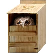Amazon.co.jp: フクロウハウス フクロウボックス フクロウ