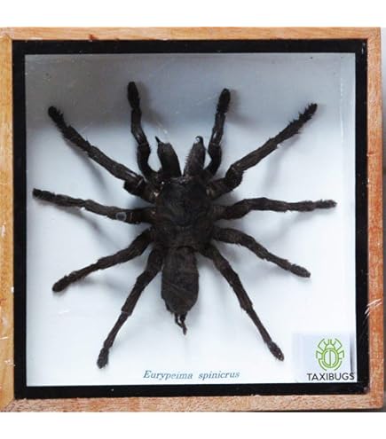 Amazon | 本物のタキダーミー虫の標本 大サソリ- 木箱入りの昆虫標本