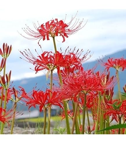 Amazon | リコリス ラジアータ 球根 15球 彼岸花 ヒガンバナ 曼珠沙華