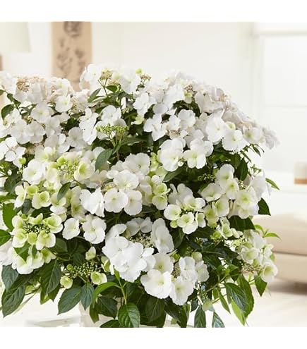 Amazon｜紫陽花 大鉢8号 ラグランジア ブライダルシャワー｜観葉植物