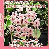 【希少な桜蘭】ホヤ・カルノーサ・（サクララン）・信楽焼陶器鉢・3.5号鉢植え 【花苗】【観葉植物】【数量限定の特別価格】