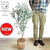 LAND PLANTS ユーカリ テラコッタ鉢植え