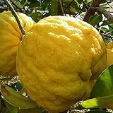 【ゆず 苗木】獅子ユズ 13.5cmポット苗