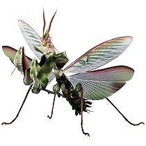 いきもの大図鑑アドバンス ニセハナマオウカマキリ　メス（成体）•1齢幼虫（黒） Amazon.co.jp: ニセハナマオウカマキリ??いきもの大図鑑