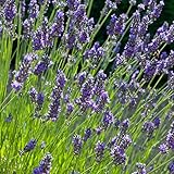 ハーブ 苗 【ラベンダー インプレスパープル】 ラバンジン系3号ポット×5株セット
