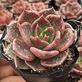 国華園 多肉植物 エケベリア 黒王子 1株【※発送が国華園からの場合のみ正規品です】