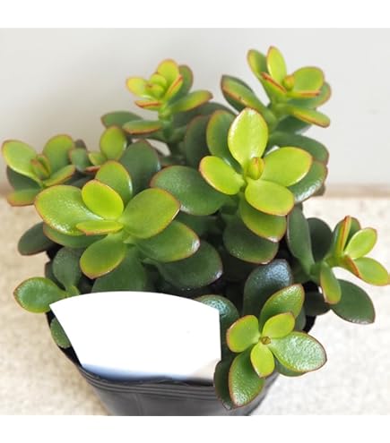 Amazon.co.jp: 塊根 ユーフォルビア 薔薇大戟 2-3cm 1株 : DIY・工具