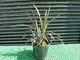 コクリュウ( 黒色品種) ポット苗 手入れが少なく育てやすい品種！
