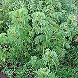 エビスグサ 1kg[6～7月まき][タネ][ケツメイシ　緑肥作物 土壌線虫抑制、窒素固定、硬盤粉砕] ノーブランド品