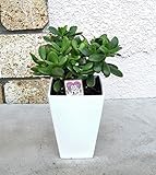 【各種お祝いに　縁起がいい贈り物】　季節の鉢花　金のなる木　花月　5号