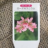 ハーブ 苗 【ゼラニウム ローズゼラニウム】 3号ポット×5株セット