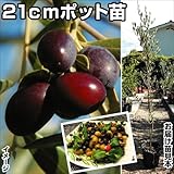 国華園　果樹苗　オリーブ　ミッション　21ｃｍポット苗　1株【※発送が国華園からの場合のみ正規品です】