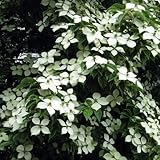 常緑ヤマボウシ：ホンコンエンシス月光6号ポット[花付きの良い選抜品種] ノーブランド品