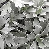 モクビャッコウ3号ポット 4株セット[シルバーリーフ・寄せ植えや花壇に] ノーブランド品