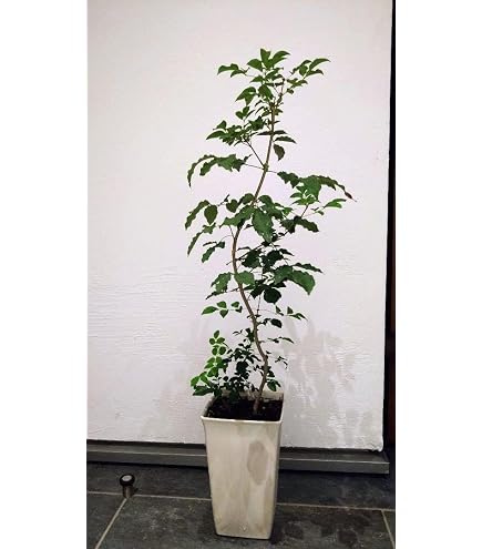Amazon.co.jp: ミラクルフルーツの苗 苗木 花芽 : DIY・工具・ガーデン