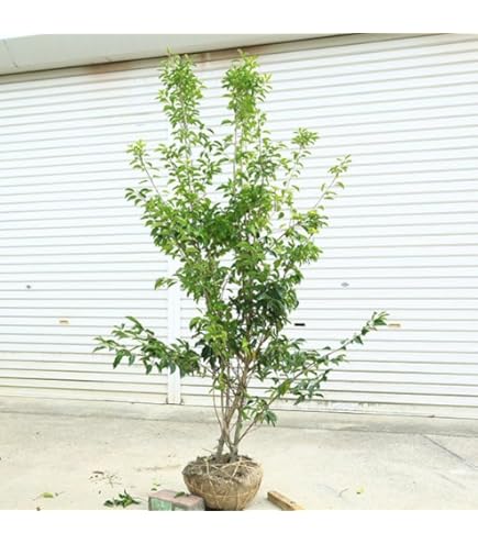 Amazon.co.jp: ソヨゴ 株立ち ソヨゴ大きい苗 : DIY・工具・ガーデン