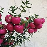 ペルネッティア（真珠の木）：赤実　4.5号ポット[かわいい桃赤色の実が長く楽しめます！] ノーブランド品